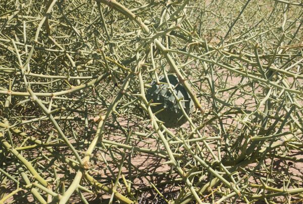 The !Nara desert melon, a plant that has accompanied the life and destiny of the ǂAonin clan for countless generations