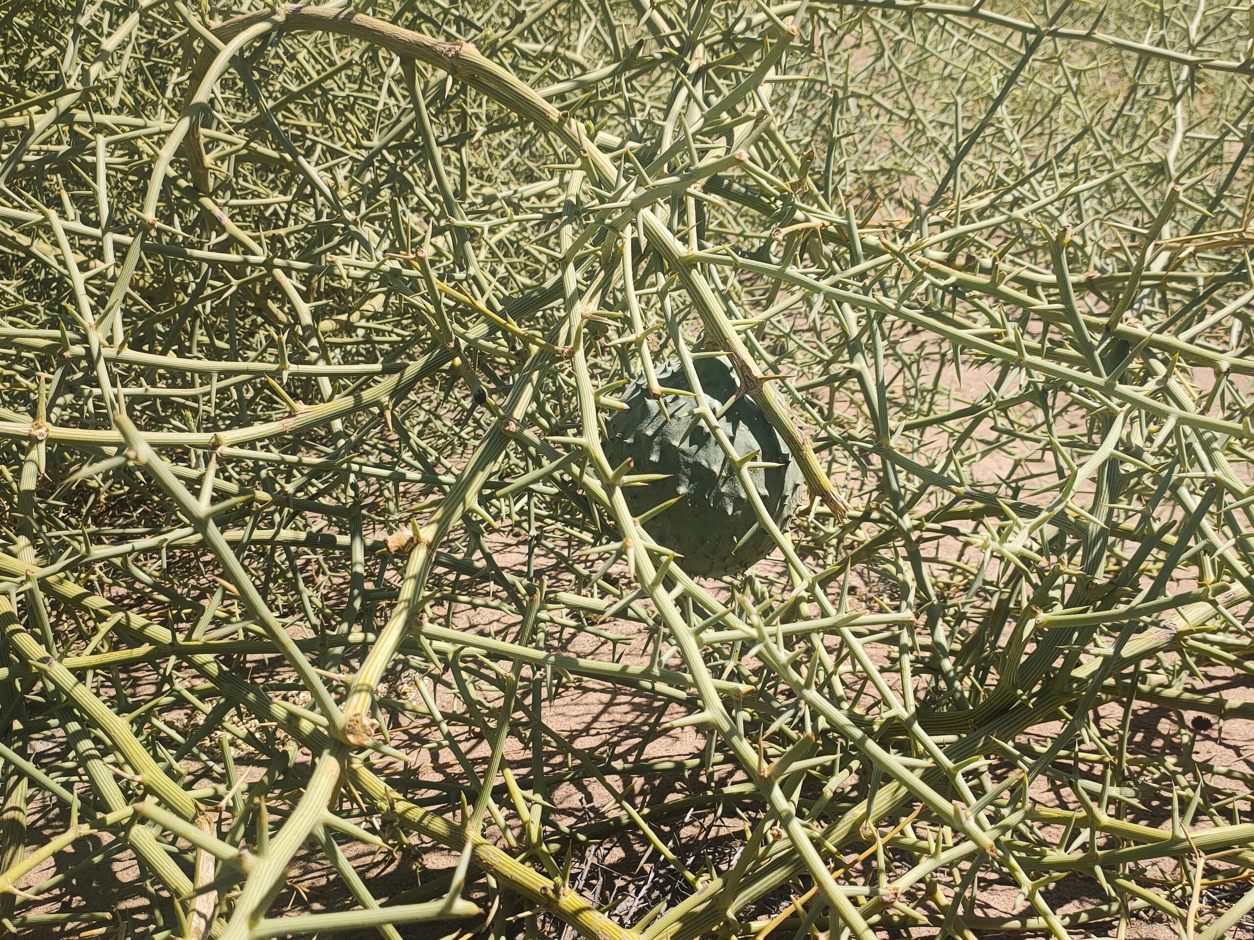 The !Nara desert melon, a plant that has accompanied the life and destiny of the ǂAonin clan for countless generations