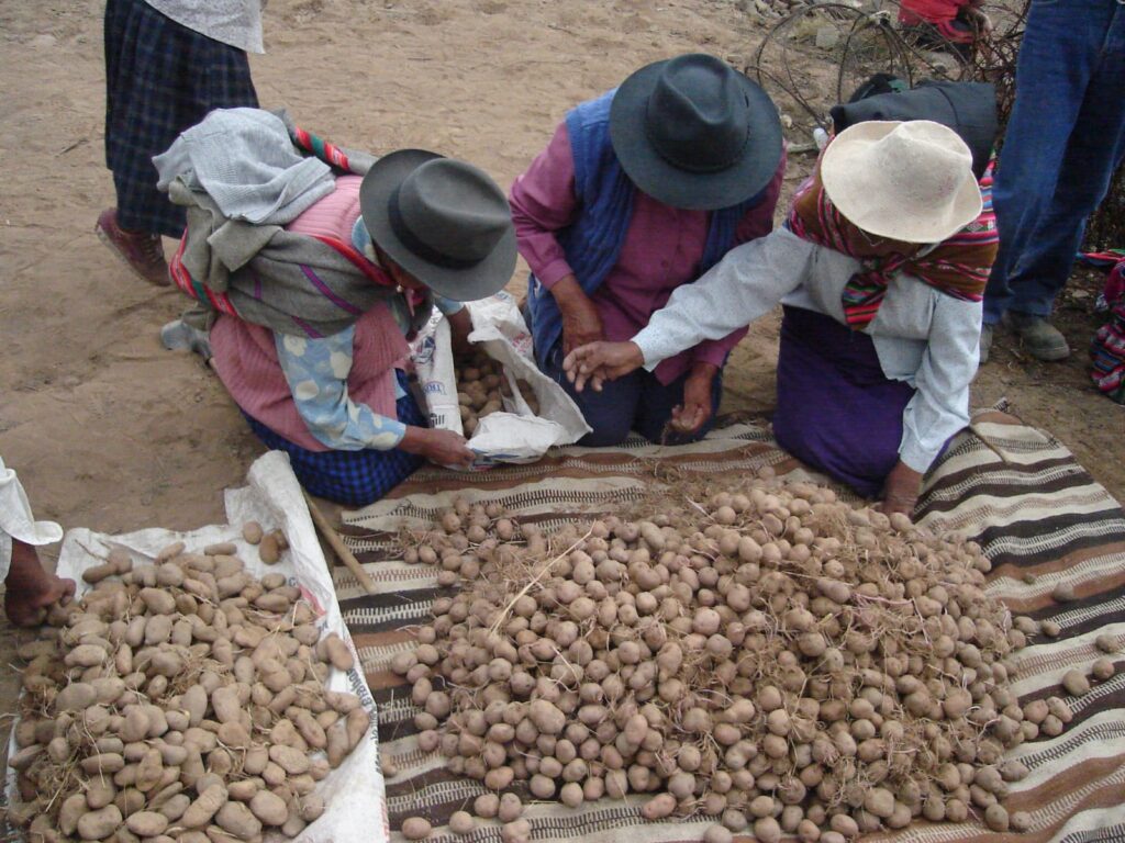 Selección de papas