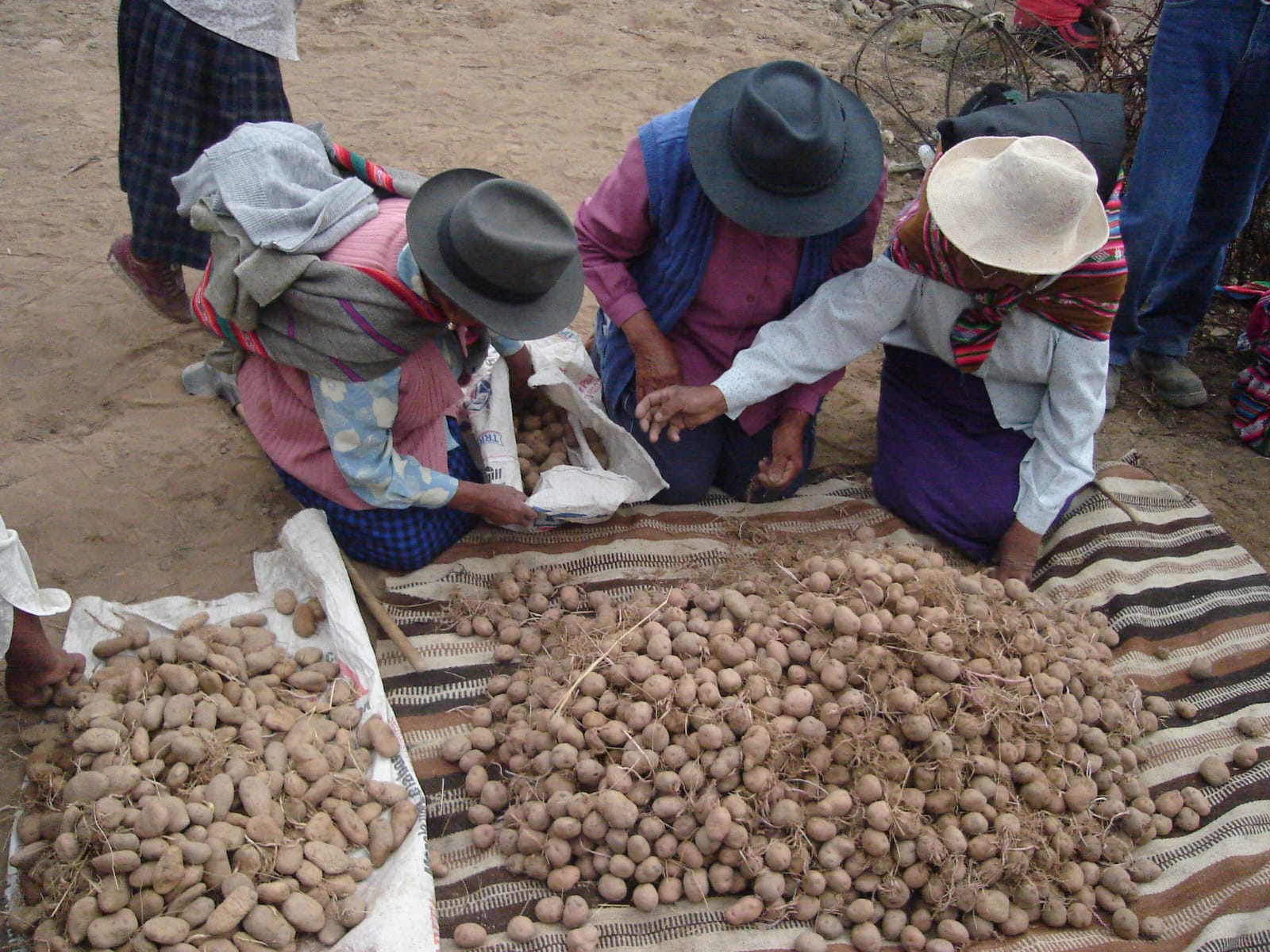 Tri de pommes de terre