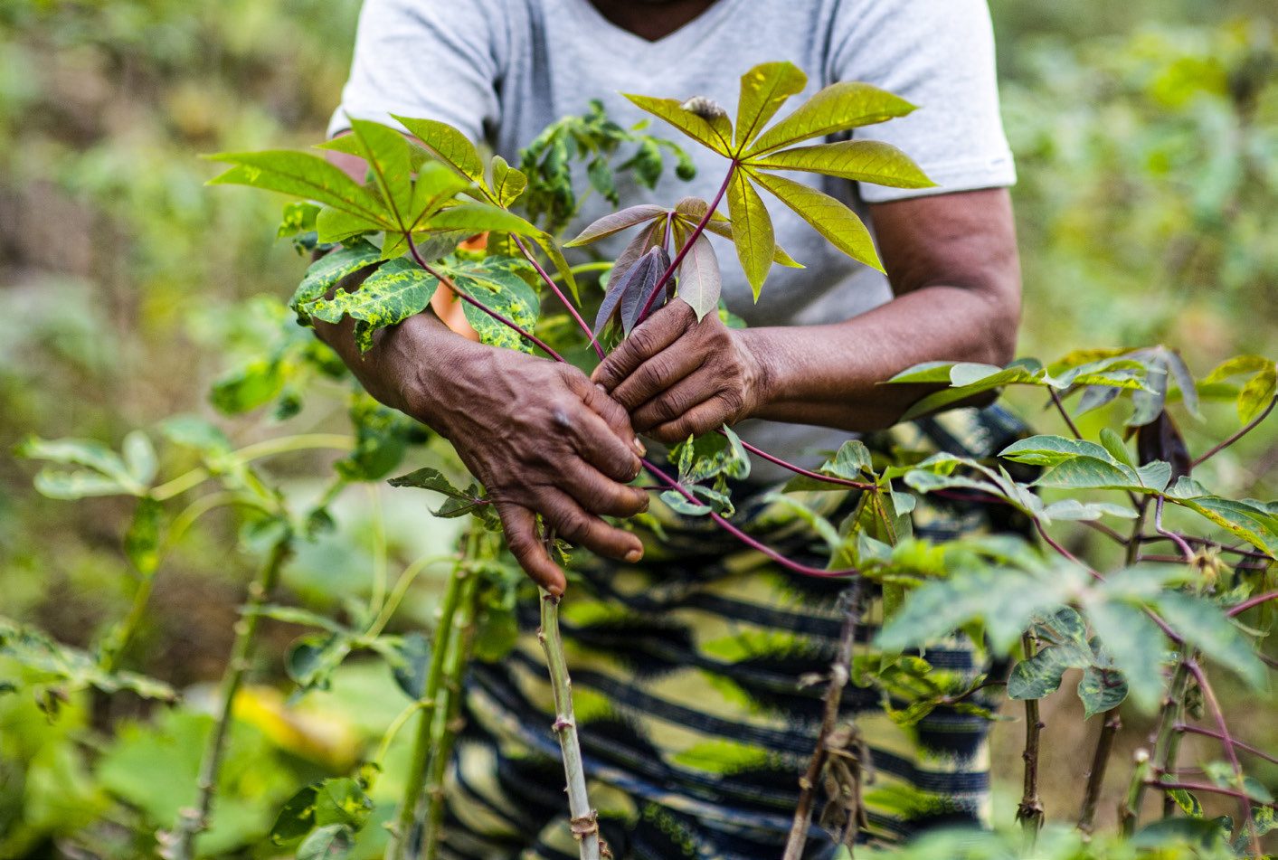 Angelique Ipanga, maestra y agricultora, cuida la yuca en Lukolela