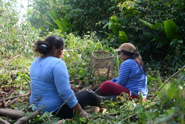 Women from MUTESA harvesting on the farm